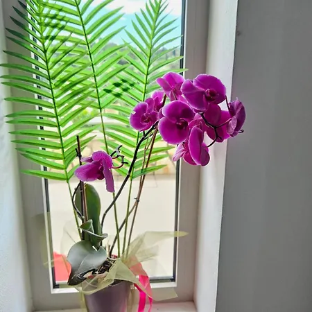 Apartament Grey Luxury House